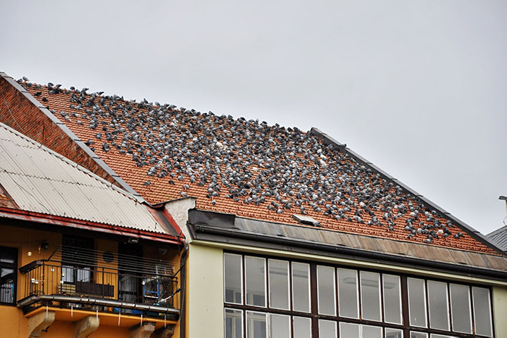 A2B Pest Control are able to install spikes to deter birds from roofs in Gipsy Hill. 
