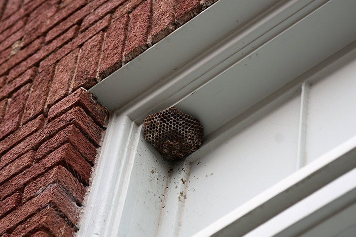 We provide a wasp nest removal service for domestic and commercial properties in Gipsy Hill.
